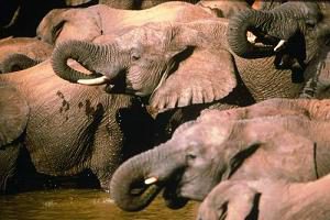 addo
