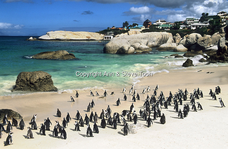 pinguins