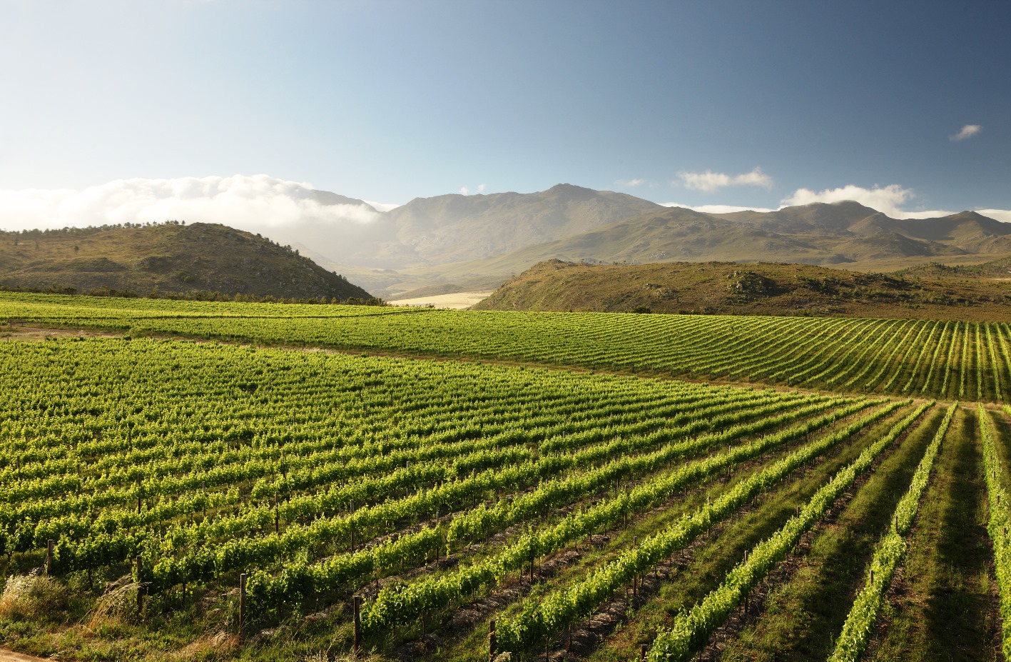 winelands